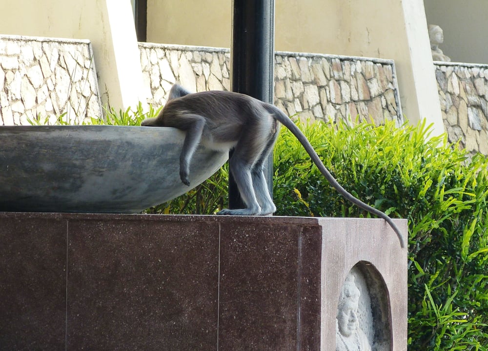Auch Affen haben Durst Hotel Royal Lotus