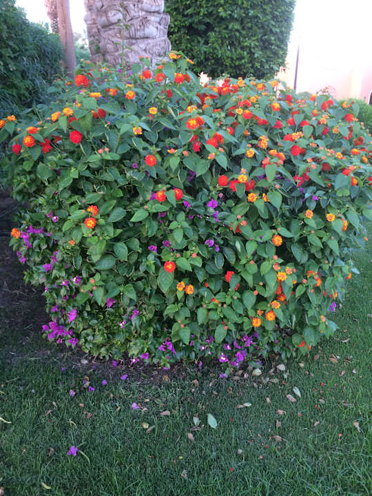 Gartenanlage Jaz Makadi Oasis Resort