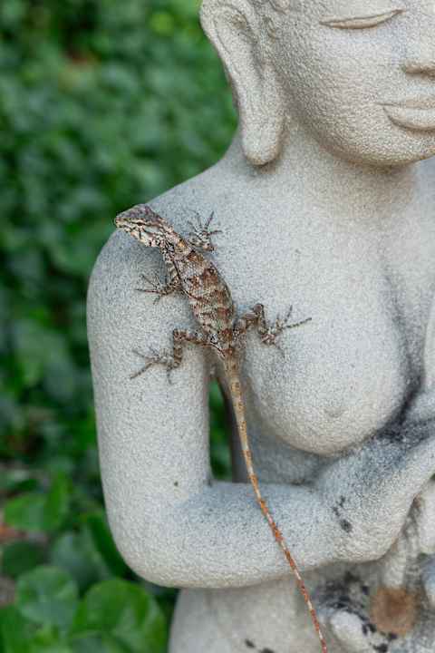 Gartenanlage Seahorse Resort & Spa