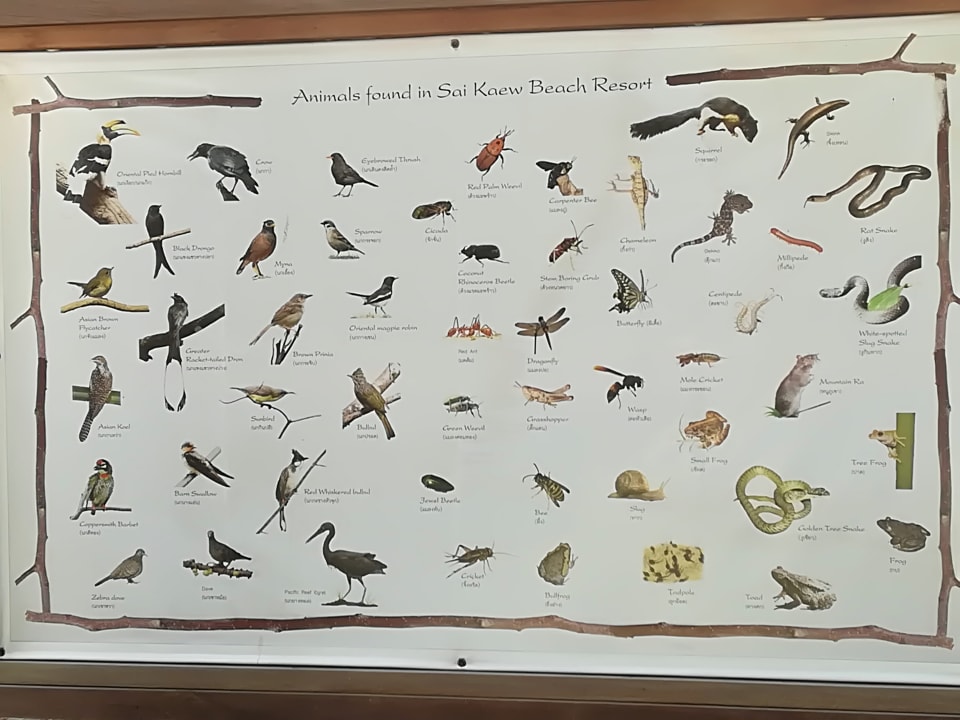 Gartenanlage Sai Kaew Beach Resort