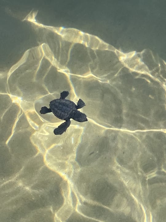 Strand Anemos Luxury Grand Resort