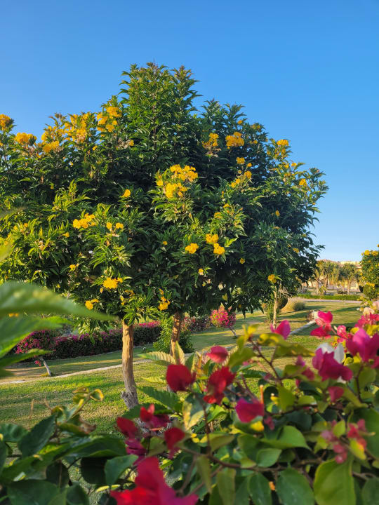 Gartenanlage Cleopatra Luxury Resort Makadi Bay