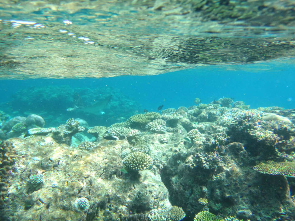Korallen Cinnamon Hakuraa Huraa Maldives