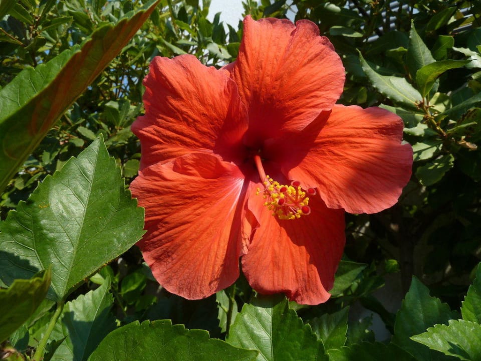 Eine sehr schöne Gartenanlage Hotel Terme Royal Palm