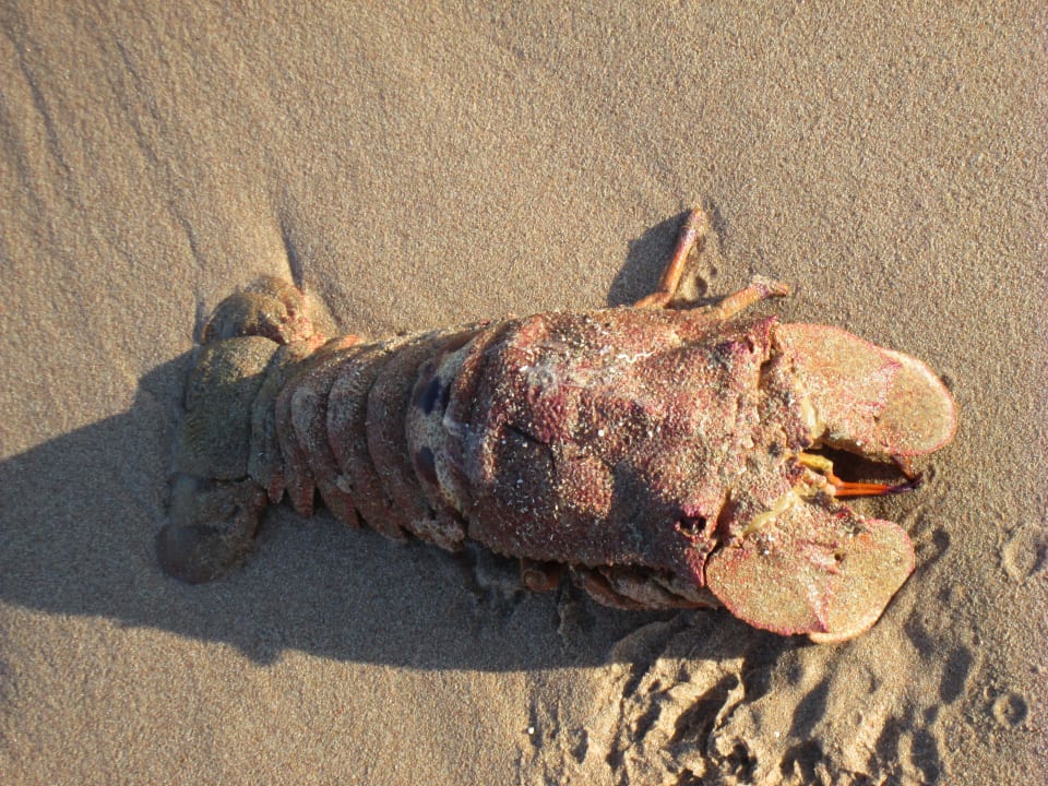Krebs, oder sowas am Strand. Leider tot. Shams Prestige Abu Soma-Adults Only