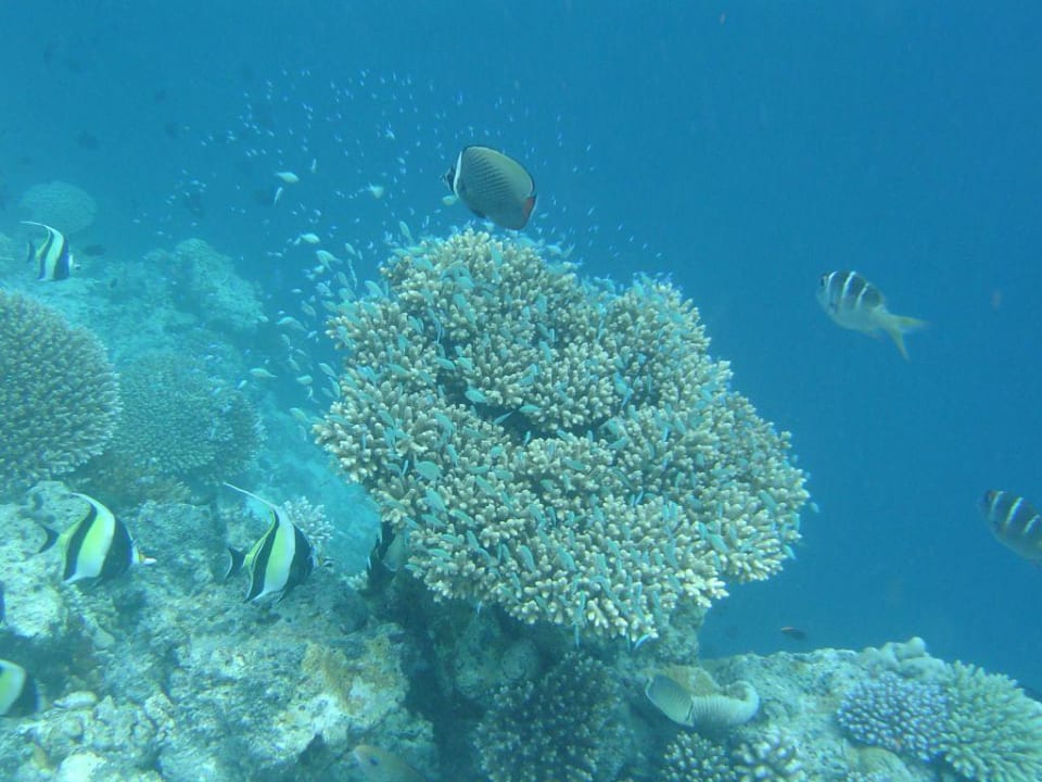 Aquarium ohne Scheiben Fihalhohi Maldives
