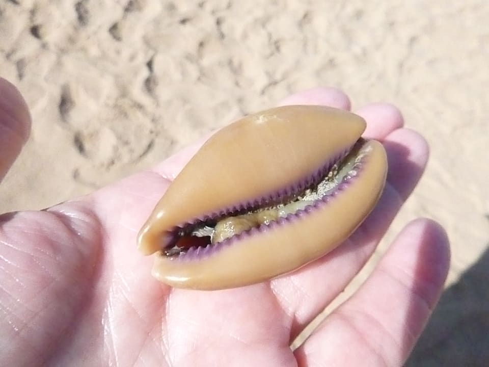 Muschelfund Cleopatra Luxury Resort Makadi Bay