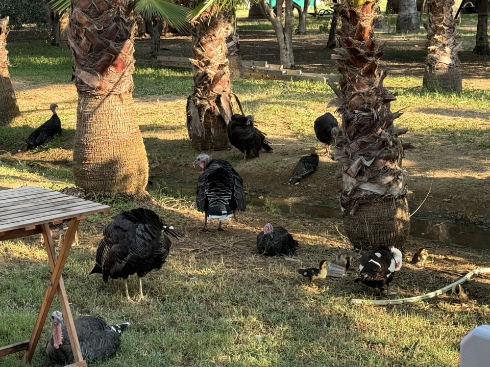 Gartenanlage Seaden Sea World Resort & Spa