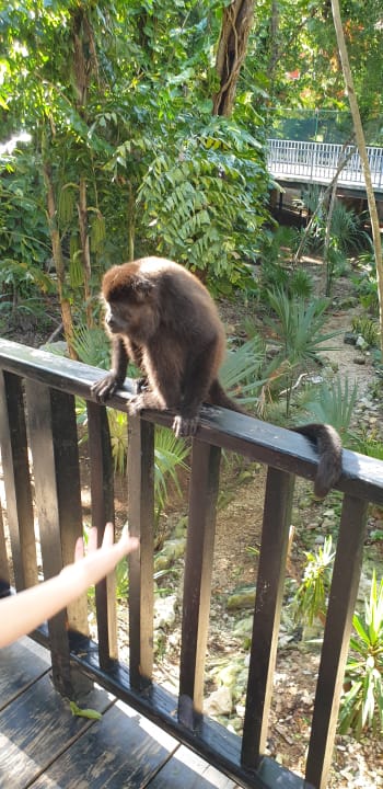 Gartenanlage Hotel Riu Tequila