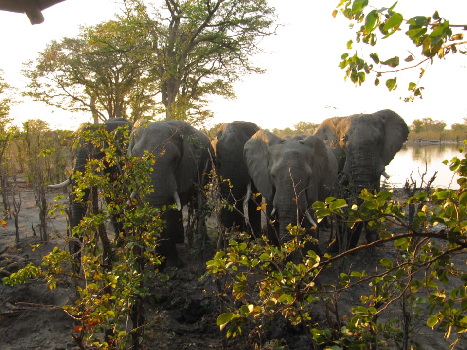 Sonstiges Hyena Pan Tented Camp
