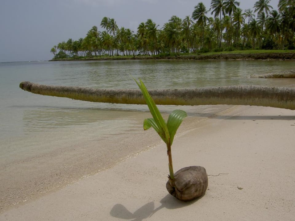 am Strand Wyndham Alltra Samana