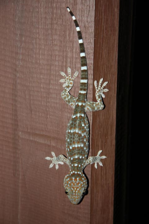 Tokee Hotel Pimalai Resort & Spa