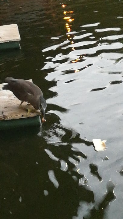 Sonstiges Grand Palladium Select Bávaro Resort & Spa