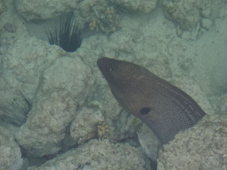 Muräne nahe steg Three Corners Sea Beach Resort