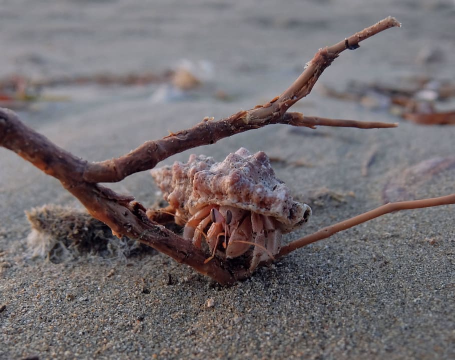 Einsiedler-Krebs in der Morgensonne Lahami Bay Beach Resort