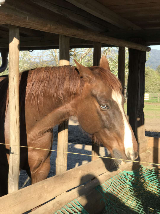 Sonstiges Rutarhof - Urlaub am Bauernhof