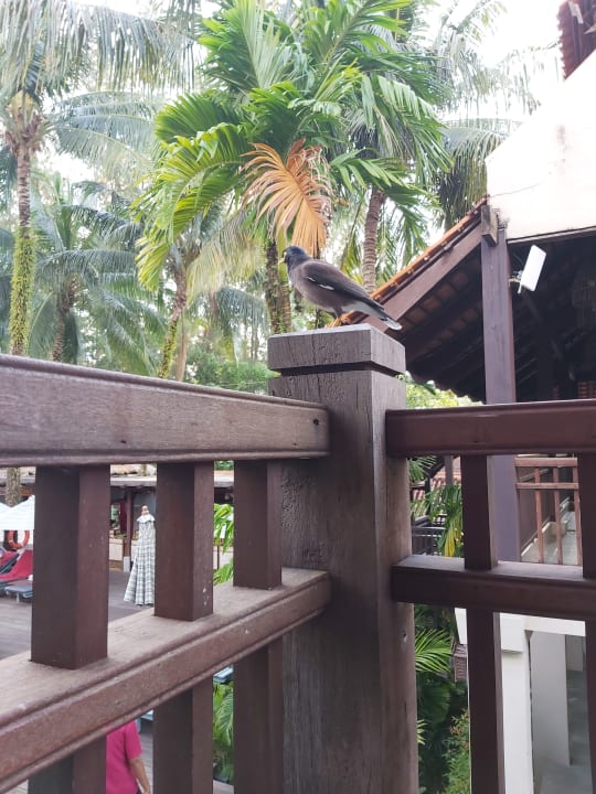 Gartenanlage Khaolak Oriental Resort - Adults only