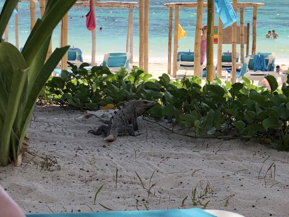 Strand Akumal Bay Beach & Wellness Resort