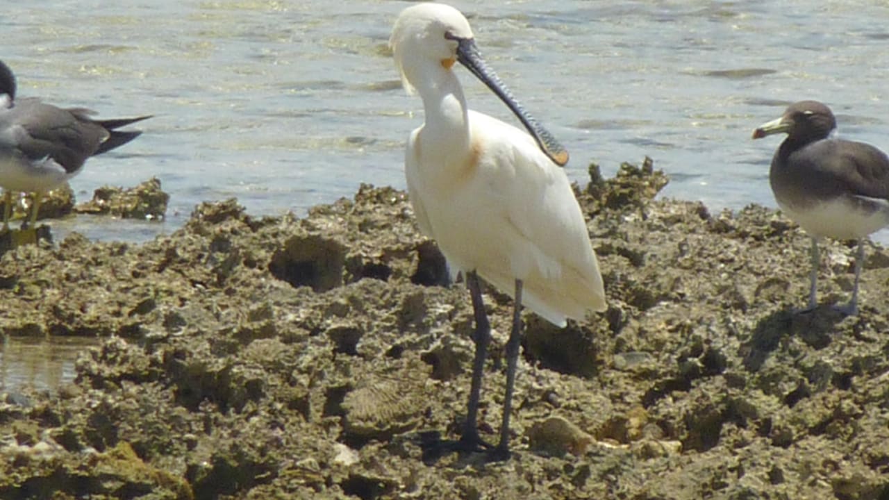 Löffler Hotel Gorgonia Beach Resort