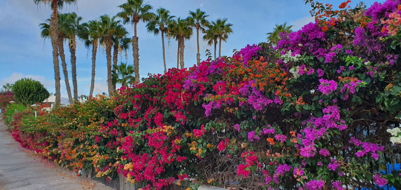 Gartenanlage Apartamentos LIVVO Las Gaviotas