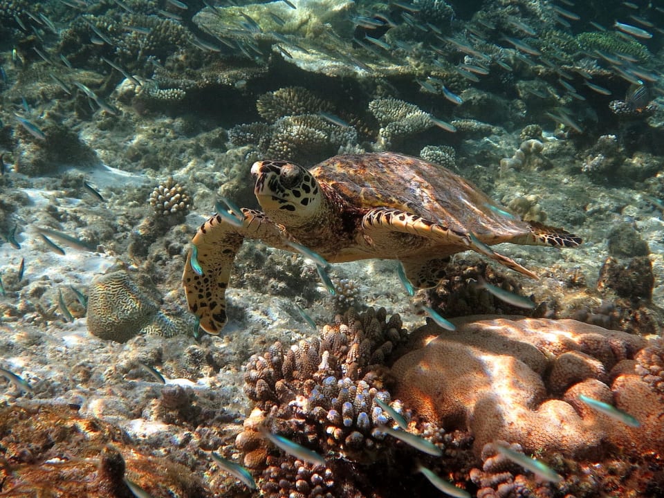 Schildi ananea Diamonds Athuruga