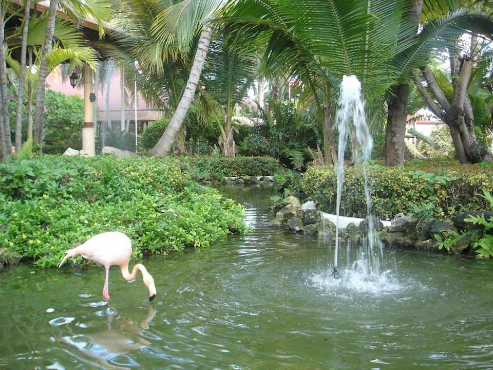Teich mit Flamingo Hotel Grand Palladium Palace Resort, Spa & Casino
