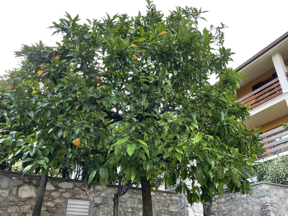 Gartenanlage Hotel Caravel