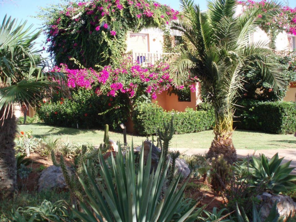 Blütenpracht in der Hotelanlage Anissa Beach & Village