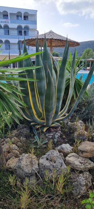 Gartenanlage Hotel Albatros