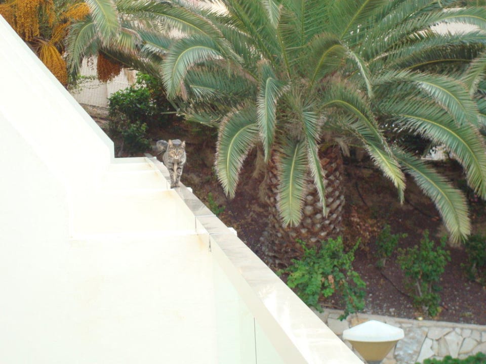 Katze kommt zu Besuch ins Zimmer 105 SBH Hotel Costa Calma Palace