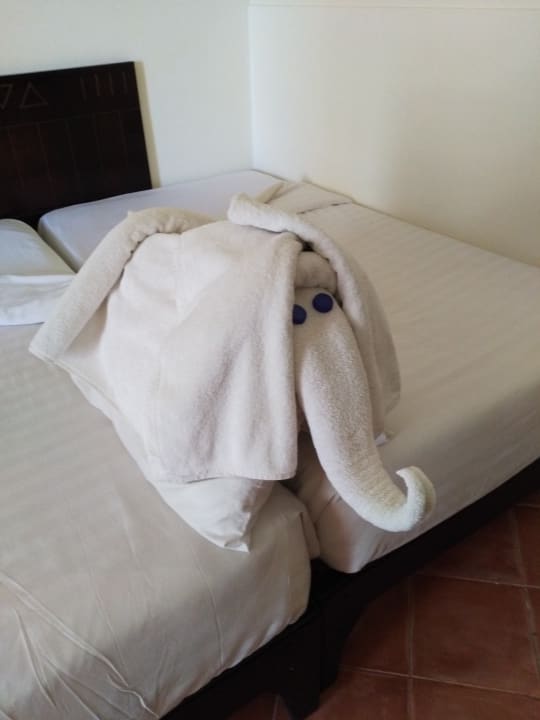 Gefährliche Tiere im Zimmer Three Corners Sea Beach Resort