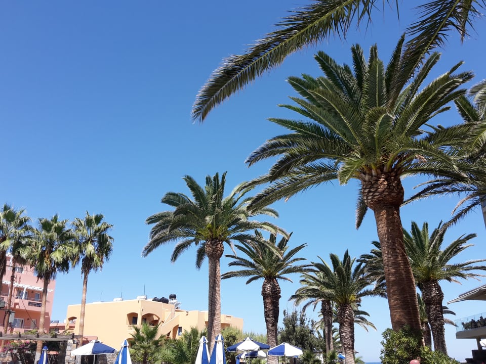 Gartenanlage Calimera Sirens Beach