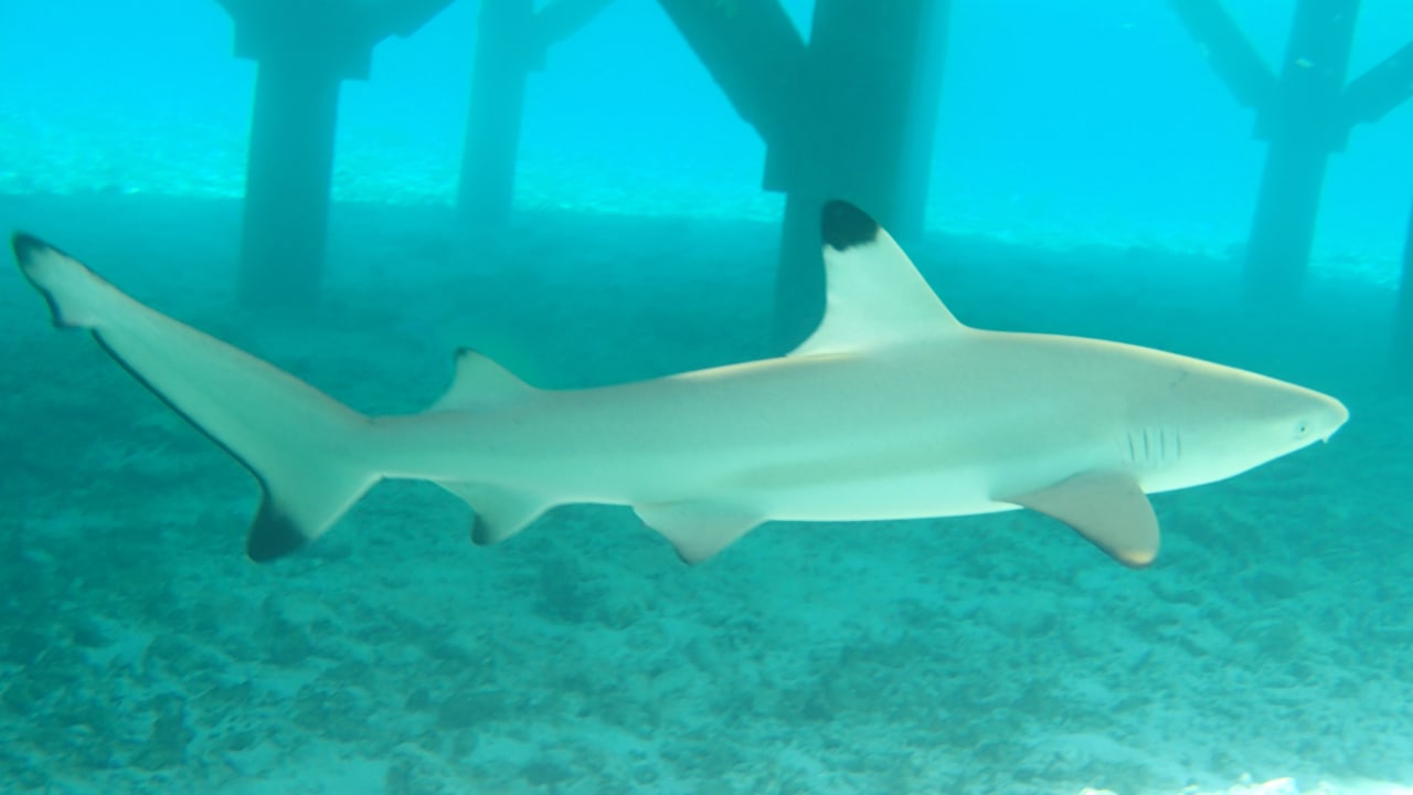 Sport & Freizeit Vilamendhoo Island Resort & Spa