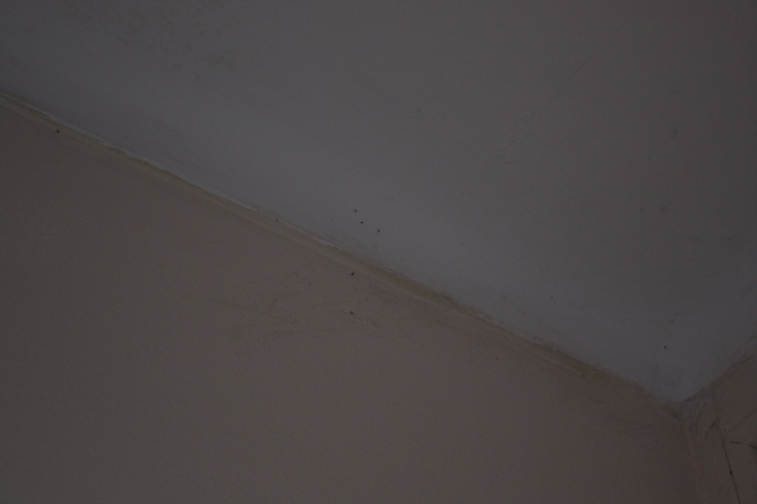 Insekteninvasion und Ansammlung Flacalco Hotel & Apartments