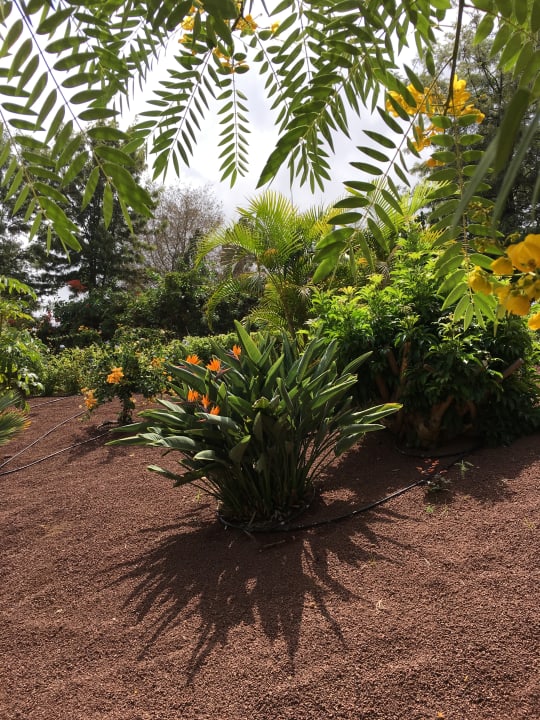 Gartenanlage TRH Taoro Garden