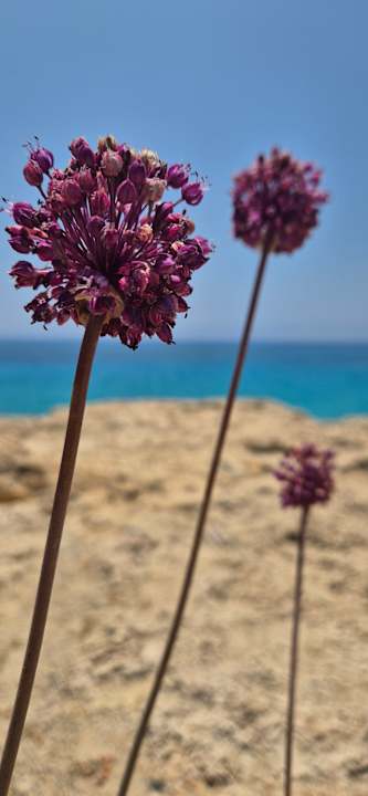 Gartenanlage Hotel Grecian Sands