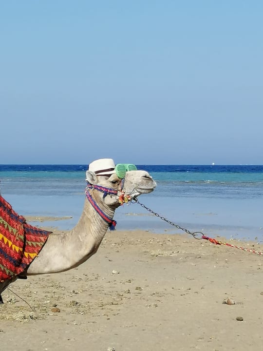 Strand Pharaoh Azur Resort