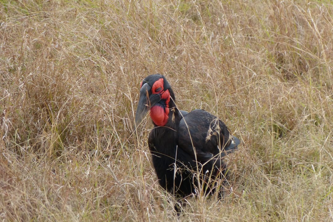 Sonstiges Aruba-Mara Camp