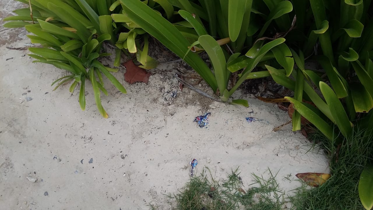 Gartenanlage Punta Cana Princess All Suites Resort & Spa