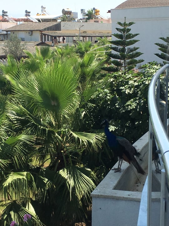 Außenansicht Seaden Sea World Resort & Spa