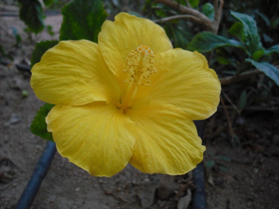 Blume The Grand Hotel Sharm El Sheikh