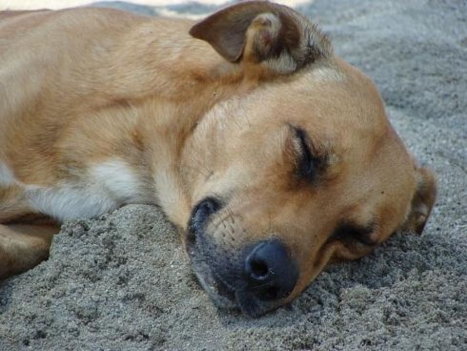 Тузик Club Turtas Beach Hotel