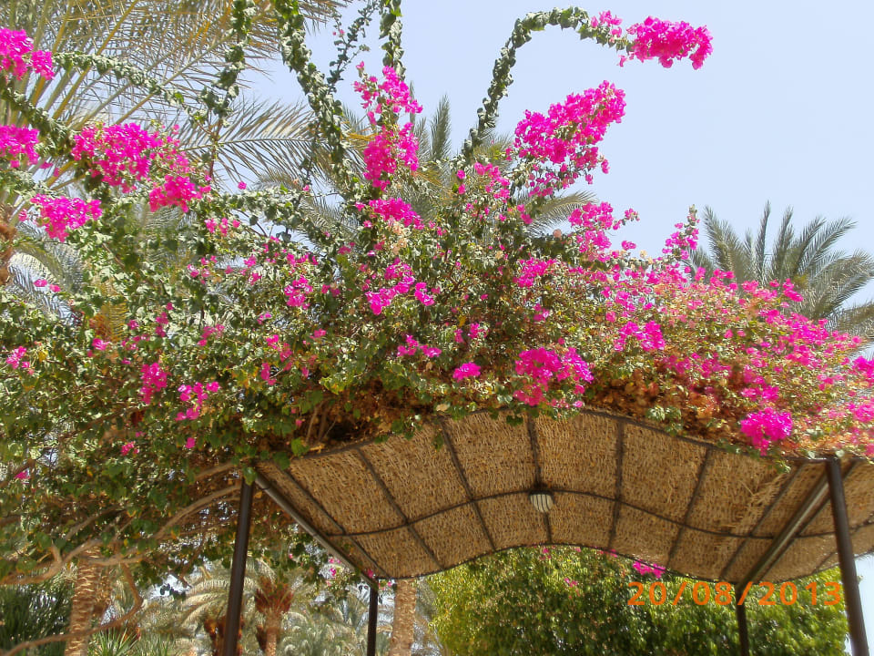 Blumenmeer Jaz Makadi Oasis Resort