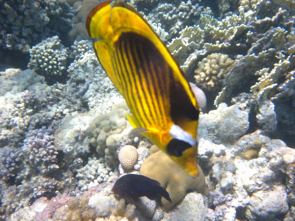 Strand Makadi Spa - Adults only