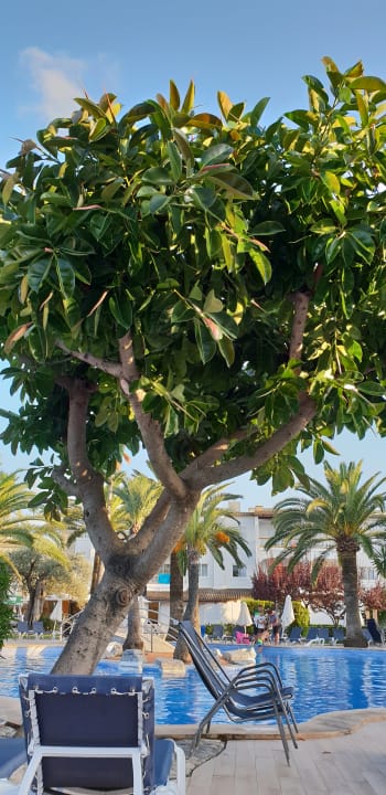 Pool Alcudia Garden Aparthotel