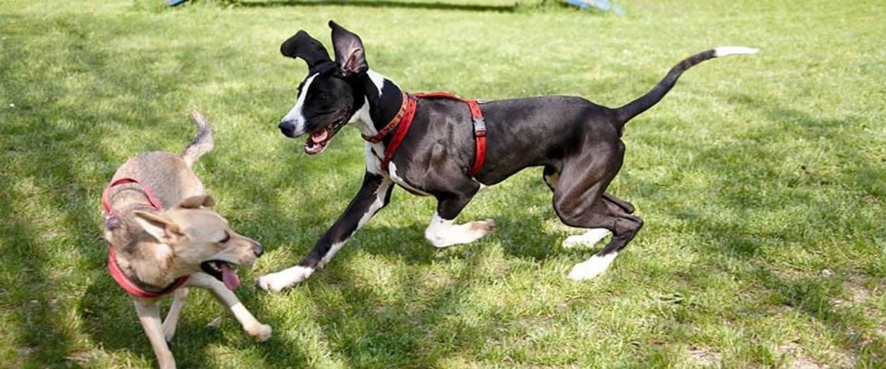 Spielwiese für die Hunde World of Animals 4 Pfoten Resort