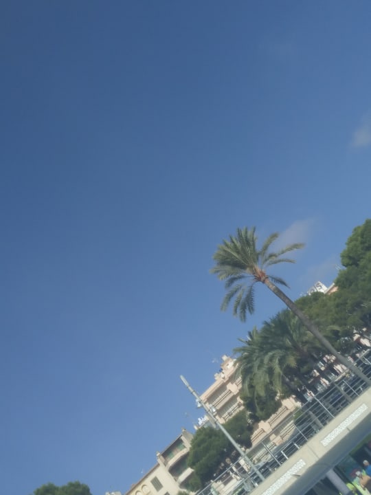 Sonstiges blau punta reina