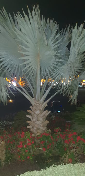 Gartenanlage Pickalbatros Dana Beach Resort - Hurghada