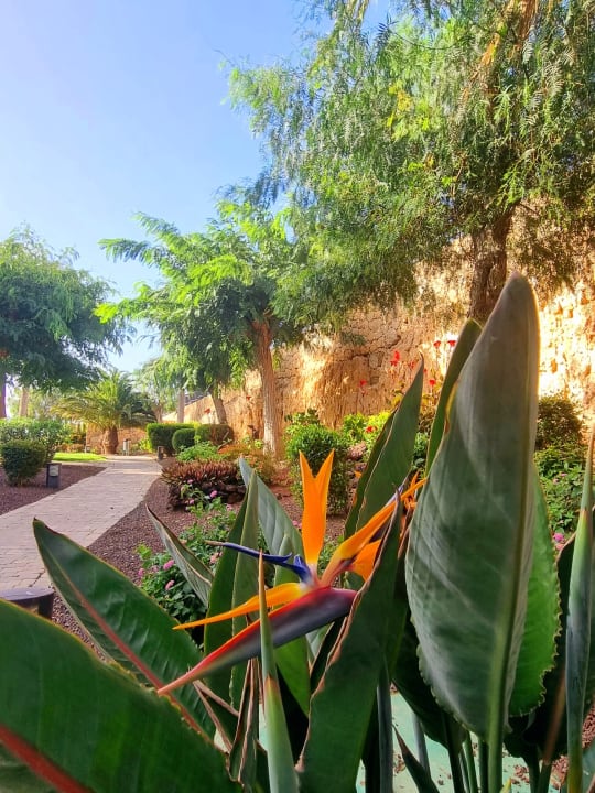 Gartenanlage R2 Pajara Beach