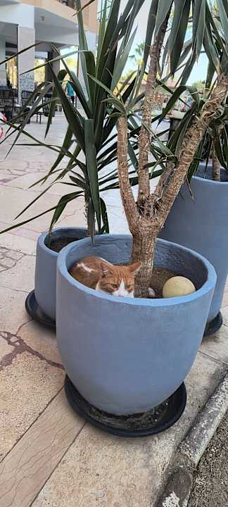 Gartenanlage Siva Grand Beach